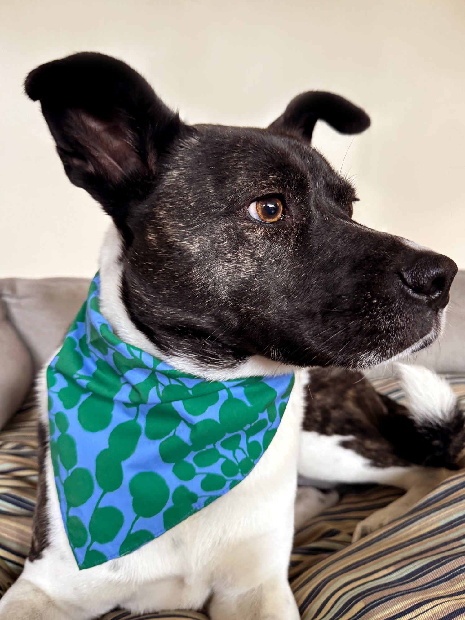 Dog wearing a blue and green patterned bandana sitting on a striped surface. Designed by artist Leila Simon Hayes.