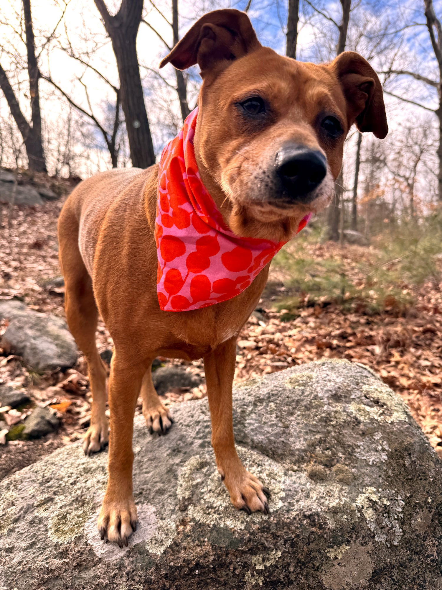 Dog wearing a red bandana with a floral pattern standing on a rock in a natural setting. Designed by artist Leila Simon Hayes.