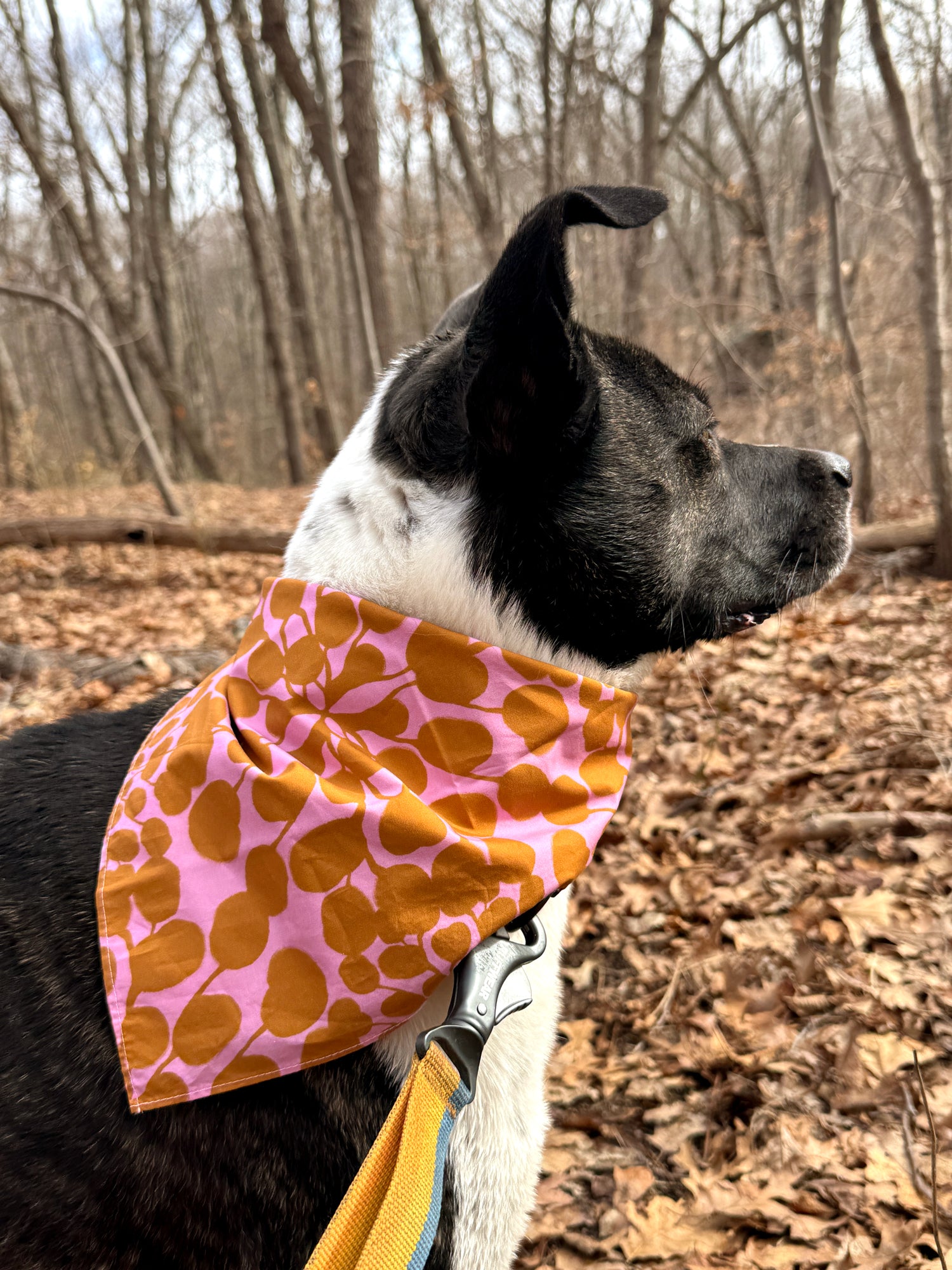Dog wearing a colorful bandana in a forest setting. Designed by artist Leila Simon Hayes.
