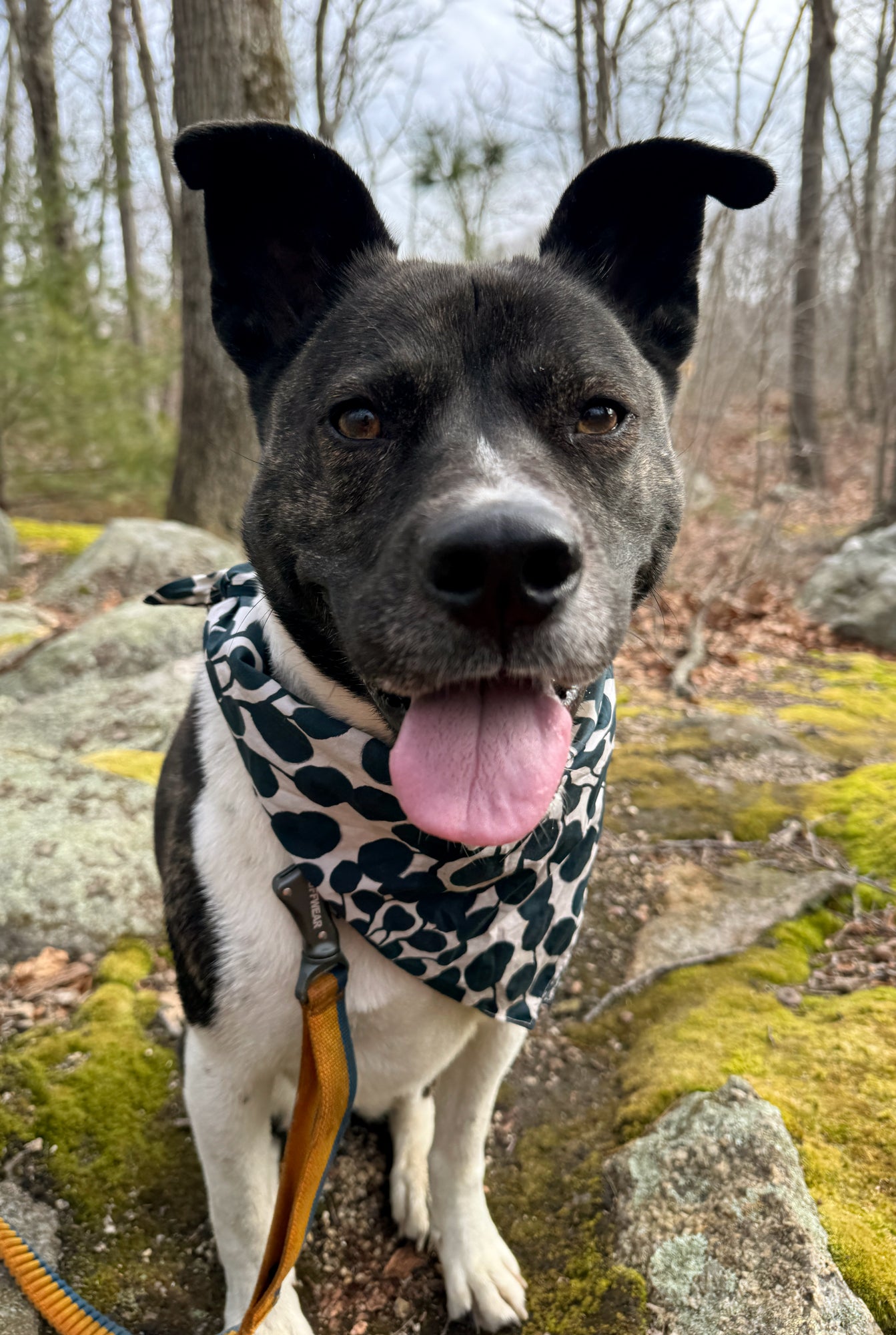 Dog wearing a leopard print bandana in a forest setting. Designed by artist Leila Simon Hayes.